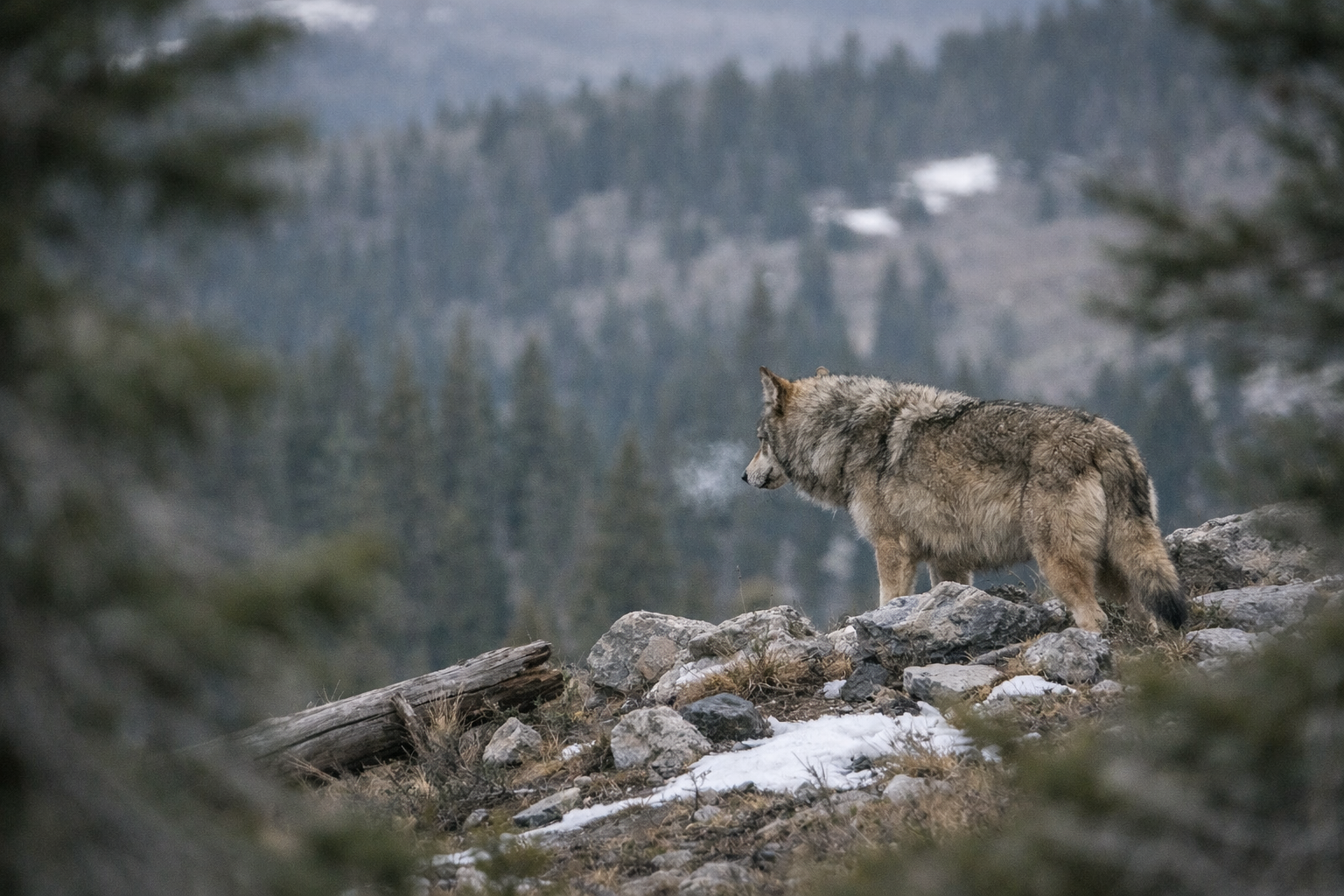 A gray wolf stands on a rocky ridgeline surrounded by conifers, Bear River Range